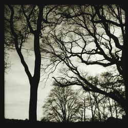 Low angle view of bare trees against sky