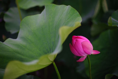 Close-up of pink flower blooming outdoors