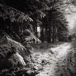 Scenic view of snow covered landscape