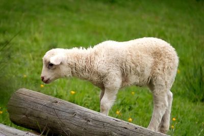Side view of lamb by log on grass