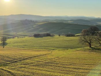 Scenic view of agricultural field against sky