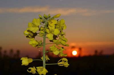 Close-up of yellow flower growing in field against sky at sunset