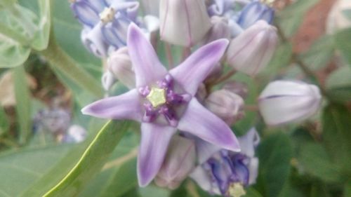 Close-up of fresh flowers blooming outdoors