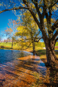 Tree by lake against sky