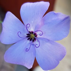 Close-up of flower blooming outdoors