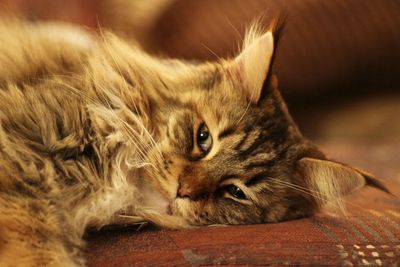 Close-up portrait of a cat resting