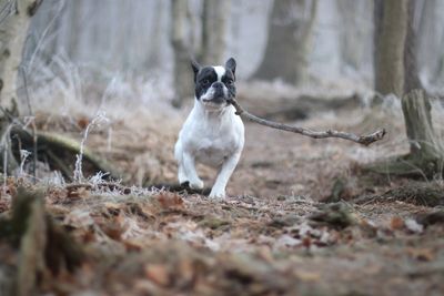 Dog on field