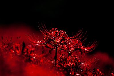 Close-up of illuminated red water at night