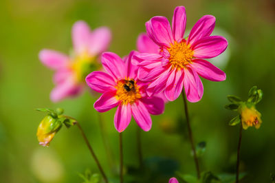 Close-up of bee on pink cosmos flowers