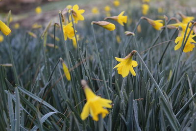 Close-up of yellow daffodil blooming on field