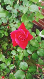 Close-up of pink rose