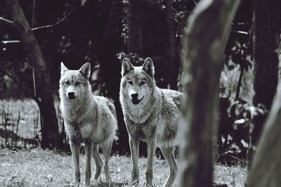 Portrait of wolves