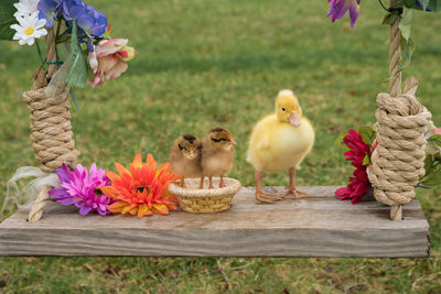 Cute birds on a swing