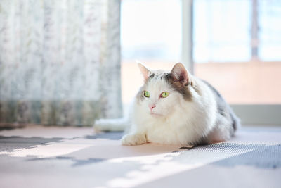 White cat sitting on the floor at home by the window relaxing