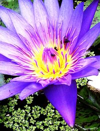 Close-up of fresh flower blooming in garden