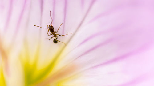 Close-up of ant on pink flower