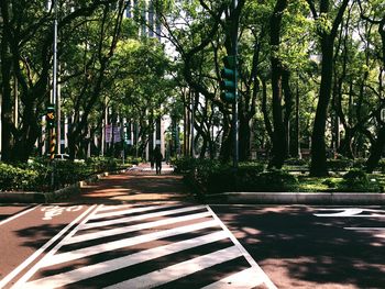 Footpath amidst trees in park