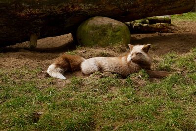 Cat relaxing on grassy field