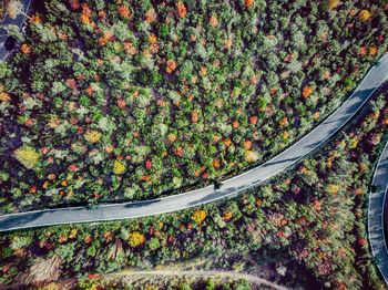 High angle view of plants by road