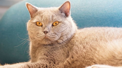 Close-up portrait of ginger cat