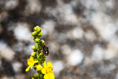 Close-up of yellow flower