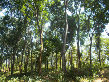 Trees in forest