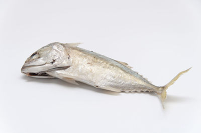Close-up of dead mackerel on white background