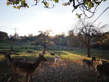 View of deer standing on field