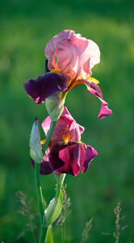 Close-up of pink rose