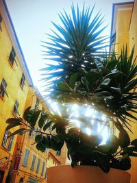 Low angle view of palm trees