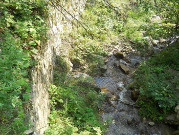 Trees growing in forest