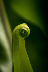 Close-up of green leaves