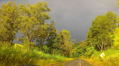 Empty road amidst trees