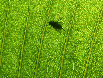 Close-up of insect on leaf