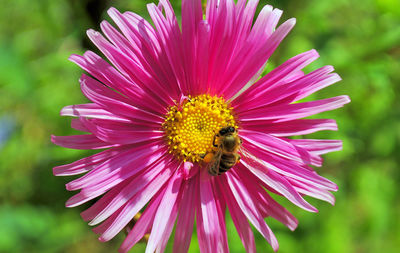 Close-up of pink flower blooming outdoors