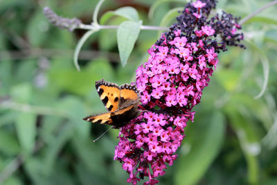 Close-up of butterfly pollinating on flower