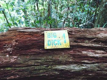 Close-up of information sign hanging on tree trunk