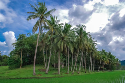 Palm trees on field against sky