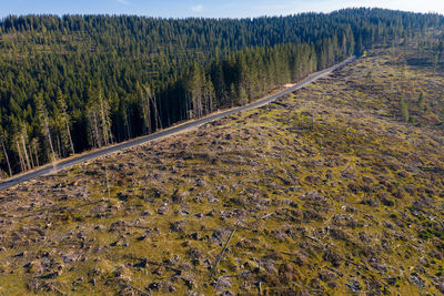 Aerial view of industrial deforestation area in romania. forest destroyed above from a drone