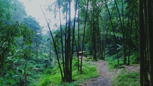 Trees in forest against sky