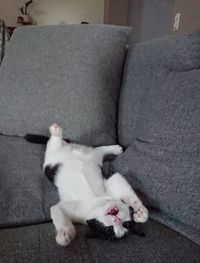 High angle view of cat sleeping on sofa