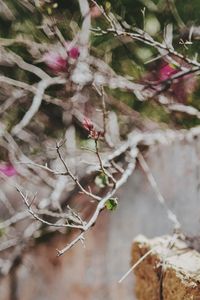 Close-up of spider web on plant