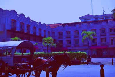 Horse in front of building against clear sky