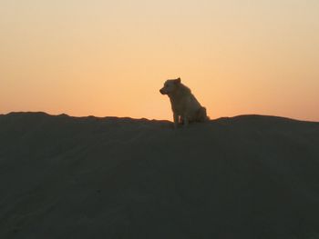 View of a dog at sunset