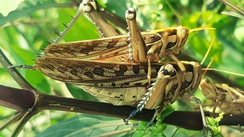 Close-up of insect on plant