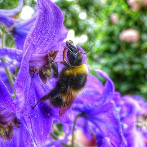 Close-up of bee on purple flower