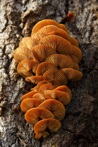 Close-up of leaf on tree trunk