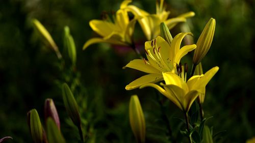 Close-up of yellow flowers blooming outdoors