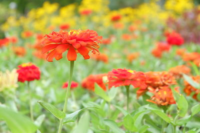 Close-up of red flowers blooming in field