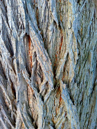 Full frame shot of tree trunk